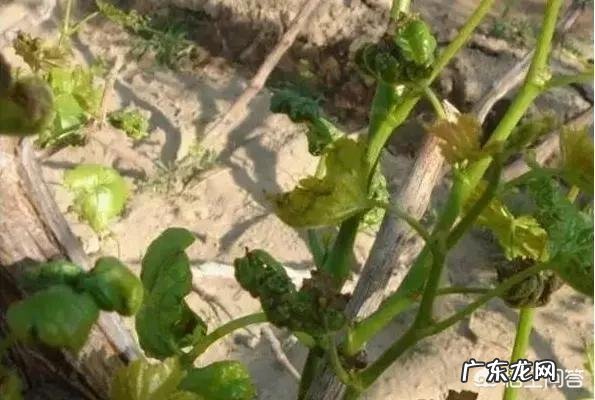 怎么克服葡萄的病害?