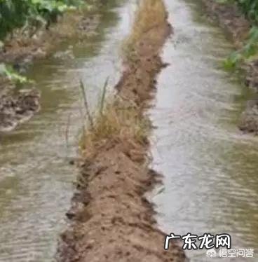 怎么克服葡萄的病害?