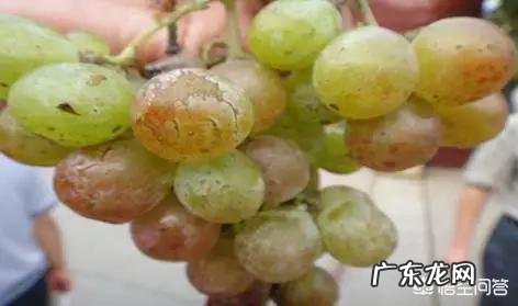 怎么克服葡萄的病害?