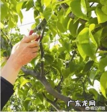 怎么克服葡萄的病害?