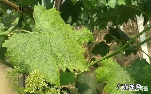 怎么克服葡萄的病害?