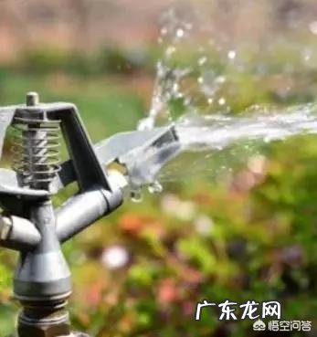 怎么克服葡萄的病害?