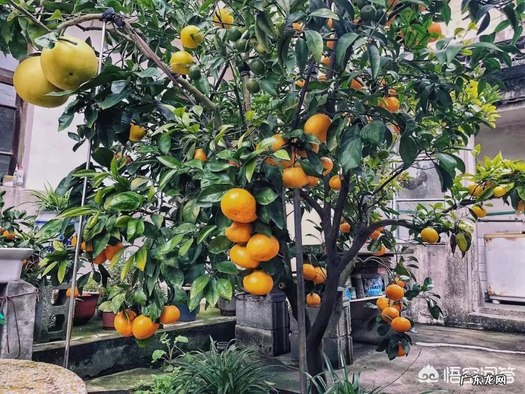 一棵树上长出十多种不同种类的果实,有可能吗?