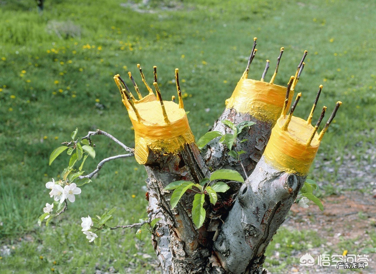 一棵树上长出十多种不同种类的果实,有可能吗?