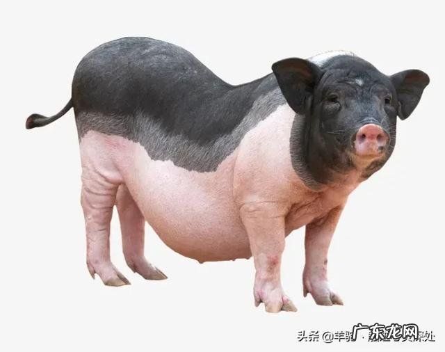 十天后猪价能涨吗?