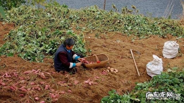 地瓜和红薯有什么区别?