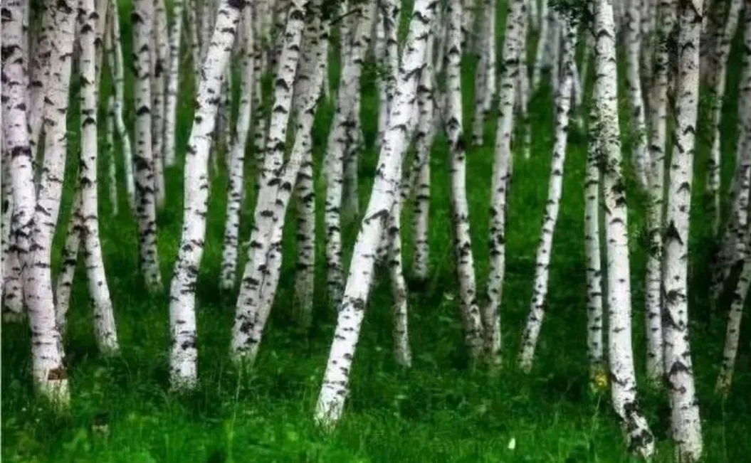 世界上最坚硬的树木是什么树,生长在哪里,价位是多少?