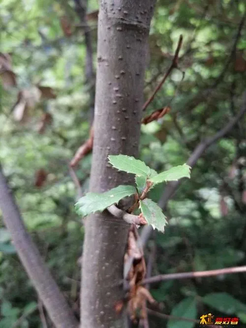 世界上最坚硬的树木是什么树,生长在哪里,价位是多少?
