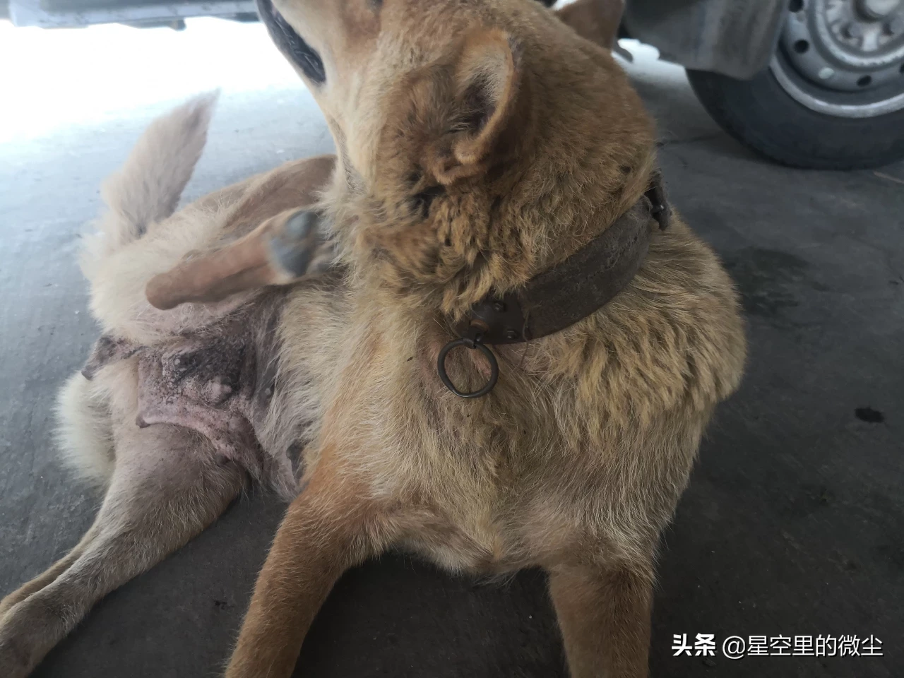 什么犬最护小孩?