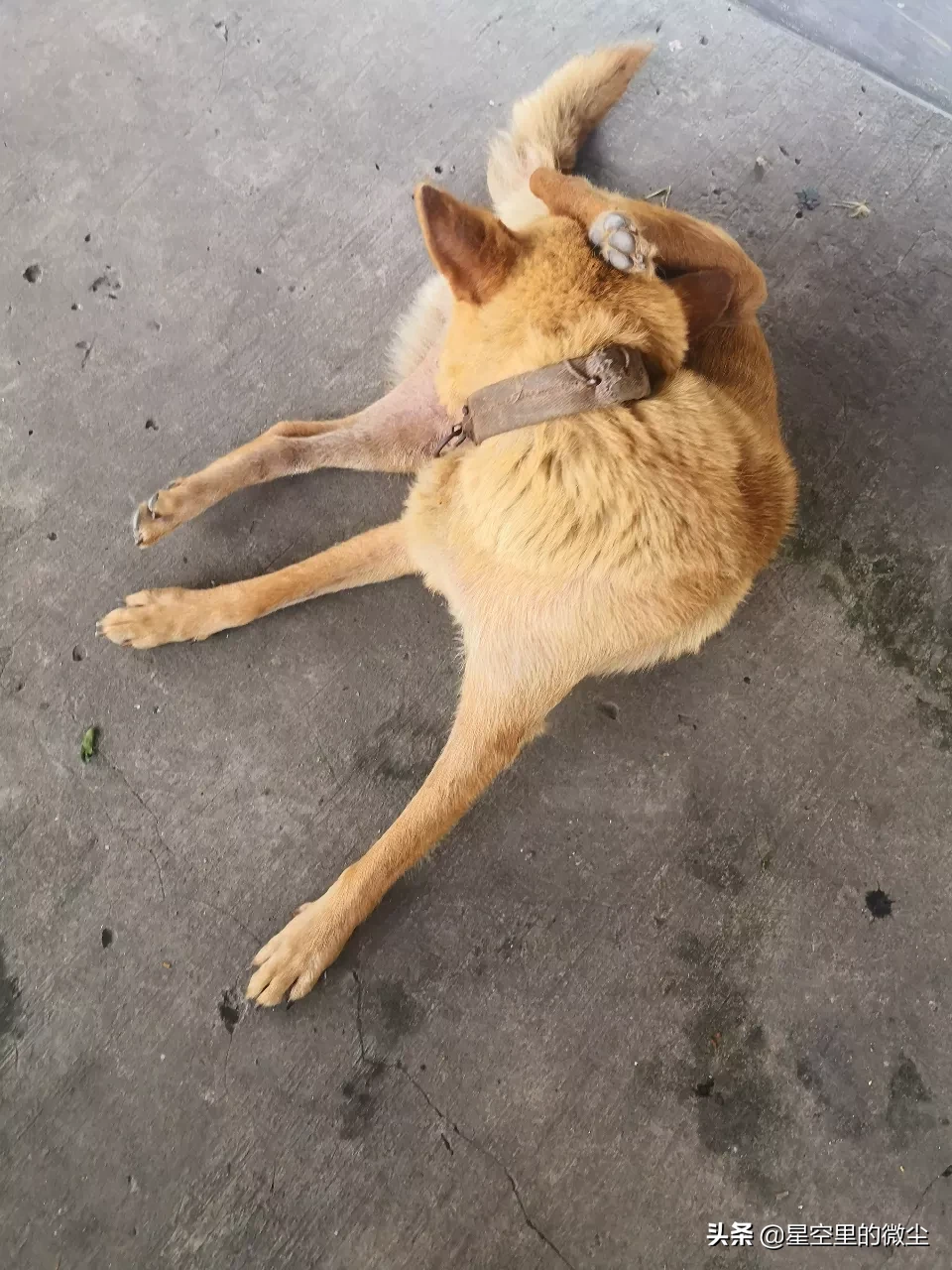 什么犬最护小孩?