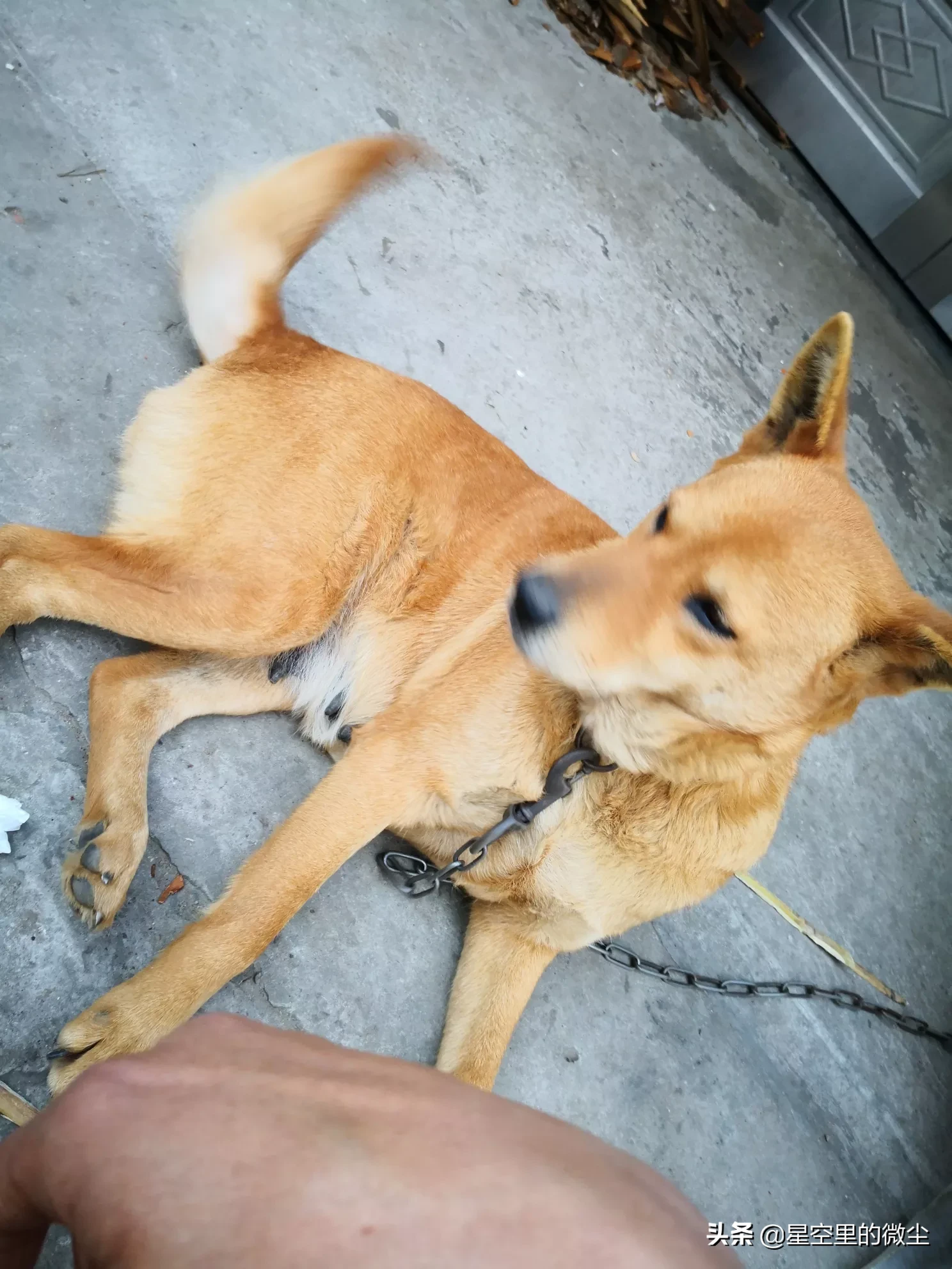 什么犬最护小孩?