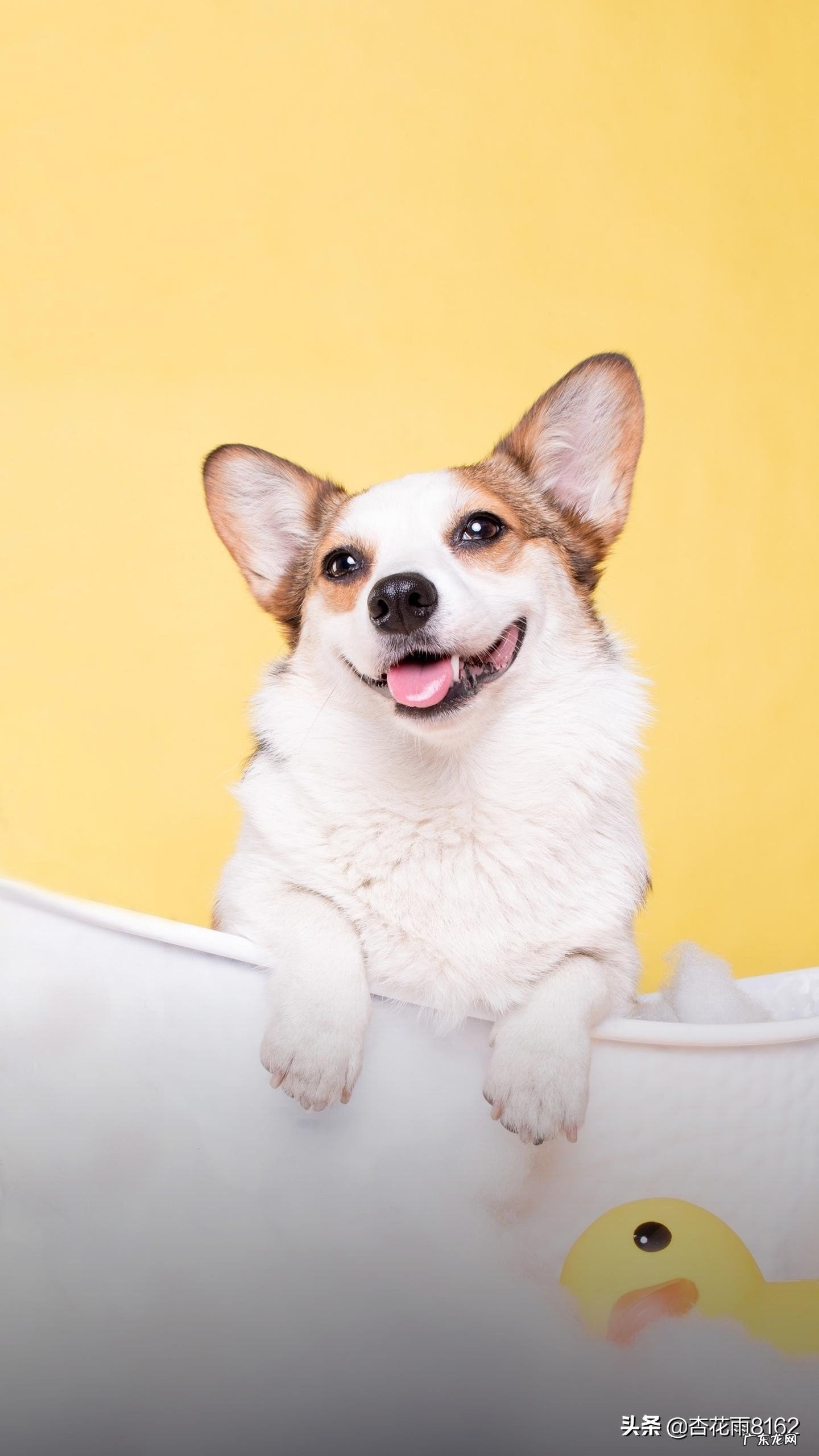 2岁的小孩子该如何教育和管教呢?