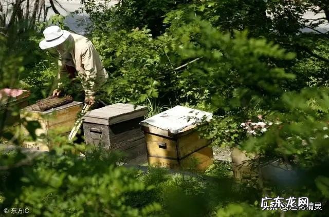 中蜂15天远距离迁移还有回蜂吗?