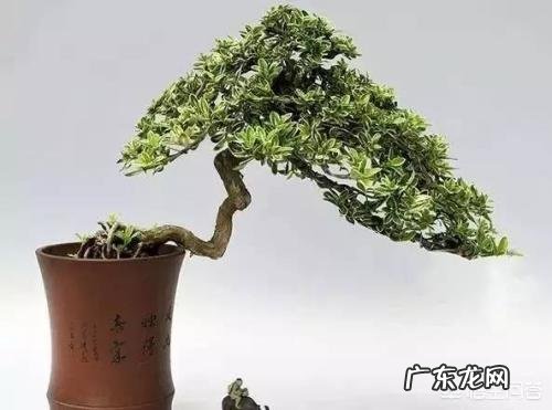 六月雪前几日还开花，现发现叶子卷起来了，是什么原因？