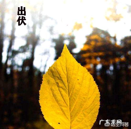 即将“出伏”,处暑节气也到了,后面还热吗?今年会有秋老虎吗?