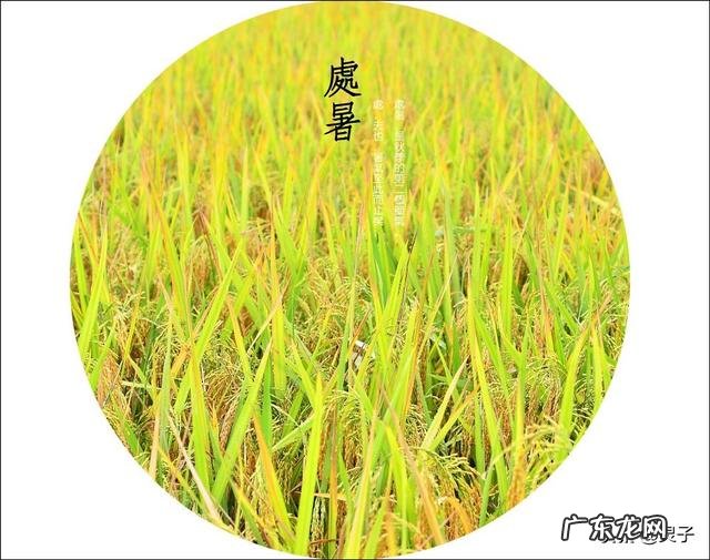 即将“出伏”,处暑节气也到了,后面还热吗?今年会有秋老虎吗?