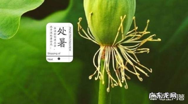 即将“出伏”,处暑节气也到了,后面还热吗?今年会有秋老虎吗?