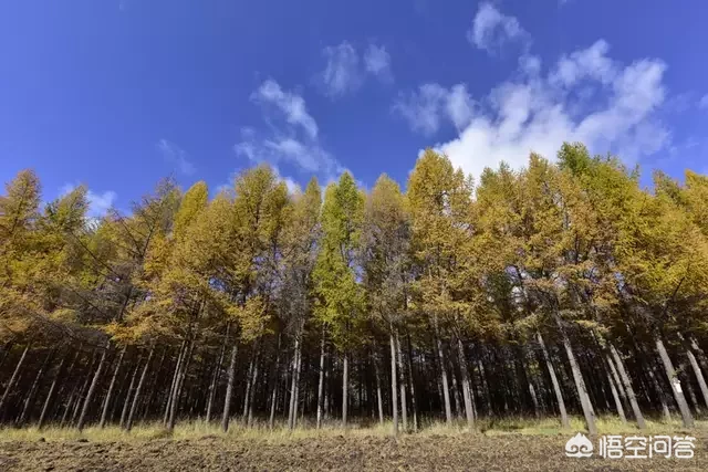 三门峡市植树造林,最佳时间段应该是几月?