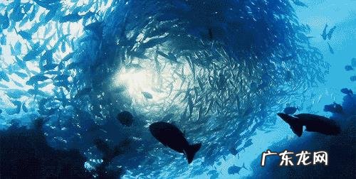 小丑鱼可以变性吗?