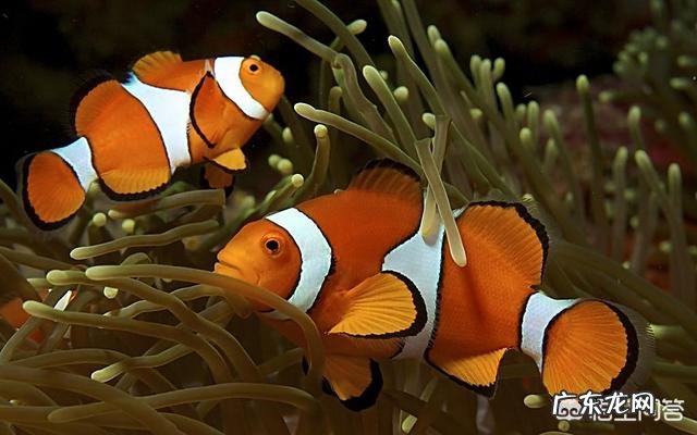 小丑鱼可以变性吗?