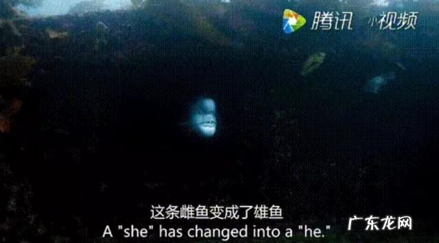 小丑鱼可以变性吗?