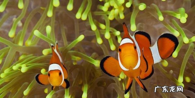 小丑鱼可以变性吗?