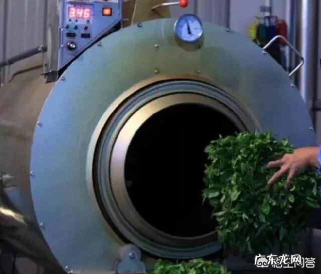 如何制作桑叶茶?