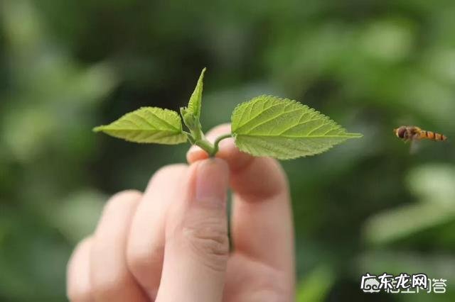 如何制作桑叶茶?