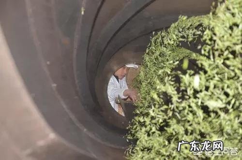 如何制作桑叶茶?