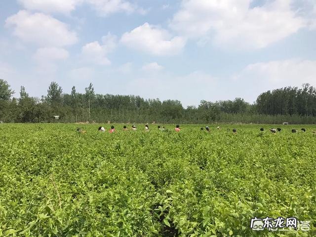 如何制作桑叶茶?