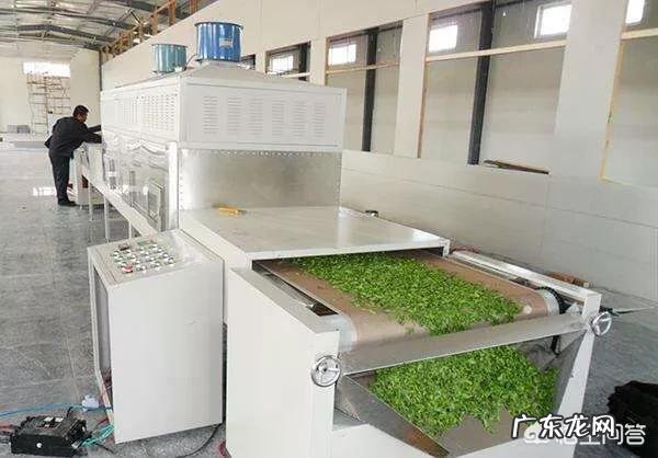 如何制作桑叶茶?