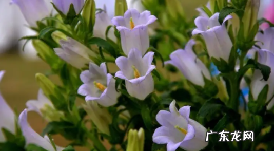 风铃花种子种之前要怎么处理吗 风铃花种子要泡吗