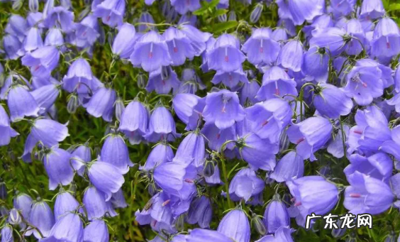 风铃花种子种之前要怎么处理吗 风铃花种子要泡吗