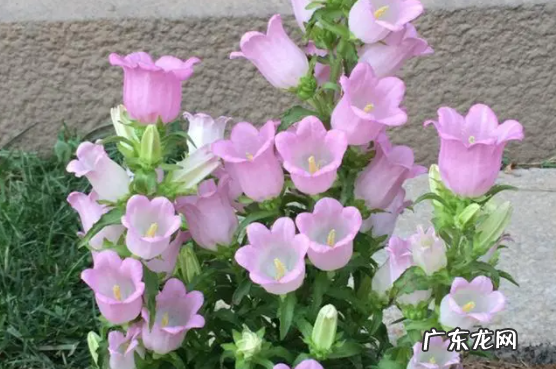 风铃花种子种之前要怎么处理吗 风铃花种子要泡吗