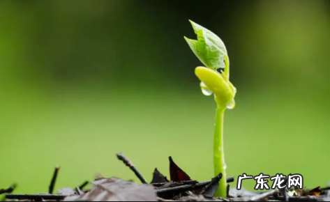 种子放到第二年还能种吗 种种子时要注意什么