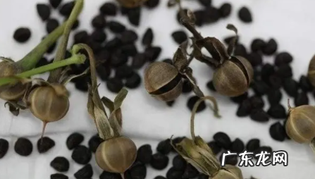 花种子要泡多久才能种 泡花种子哪些需要注意的