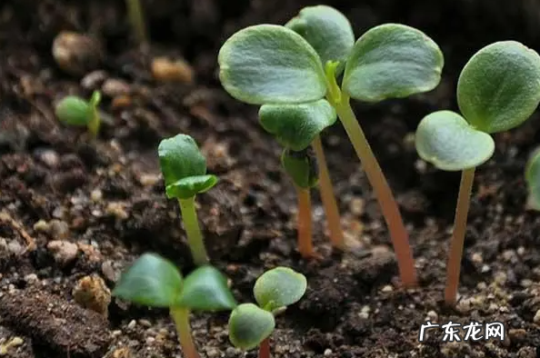 花种子要泡多久才能种 泡花种子哪些需要注意的