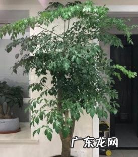怎么把幸福树的叶子养的油绿黑亮 自己养幸福树有哪些要注意