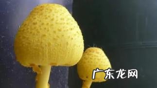 花盆里长了怎么处理掉 纯黄白鬼伞会散发毒气吗