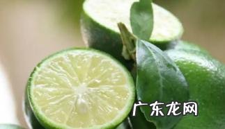 青柠檬和黄柠檬的区别  青桔柠檬水的正确泡法