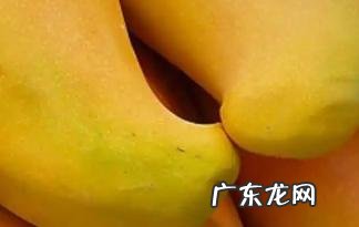 怎么那么酸 象牙芒为什么买回来是青色的