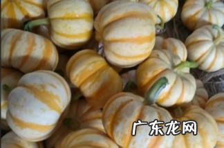 可以生吃吗 太阳瓜可以熬粥吗