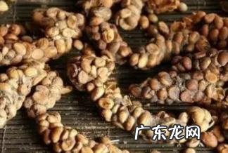 猫屎咖啡的缺点 猫屎咖啡真的是猫屎吗