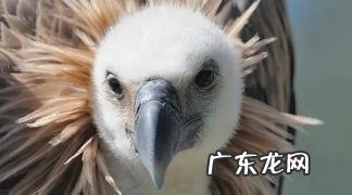 为什么只吃腐肉 秃鹫为什么秃头