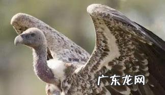 为什么只吃腐肉 秃鹫为什么秃头