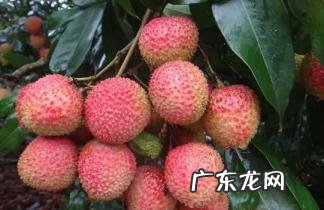 白糖罂荔枝和妃子笑荔枝哪个好吃 白糖罂怎么读