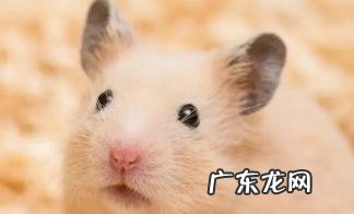 和仓鼠有什么区别 养金丝熊的十大禁忌