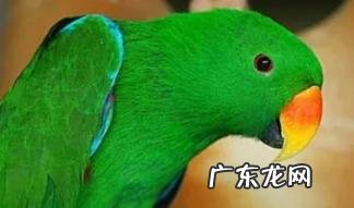 为什么养玄凤鹦鹉不吉利 鹦鹉为什么容易气死