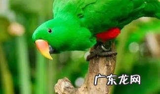 为什么养玄凤鹦鹉不吉利 鹦鹉为什么容易气死