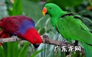 养鹦鹉最忌讳7件事 折衷鹦鹉的优缺点